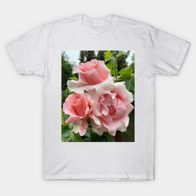 David Austin Pink Roses T-Shirt by penandbea